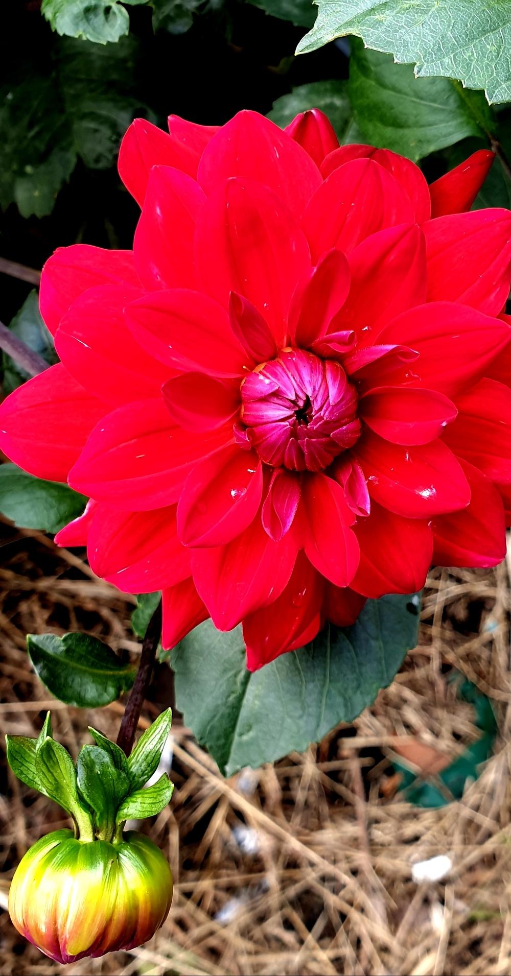 Dahlia &lsquo;Dazzle Me&rsquo; in the Dahlias Database - Garden.org