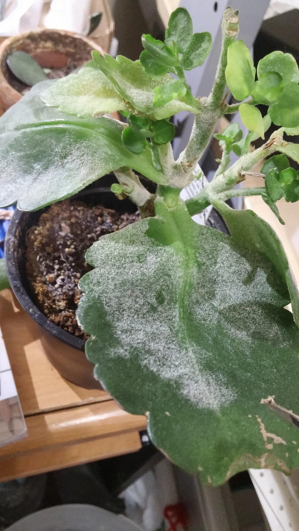 Kalanchoe leaves dropping. White powdery residue. Dark mark on middle