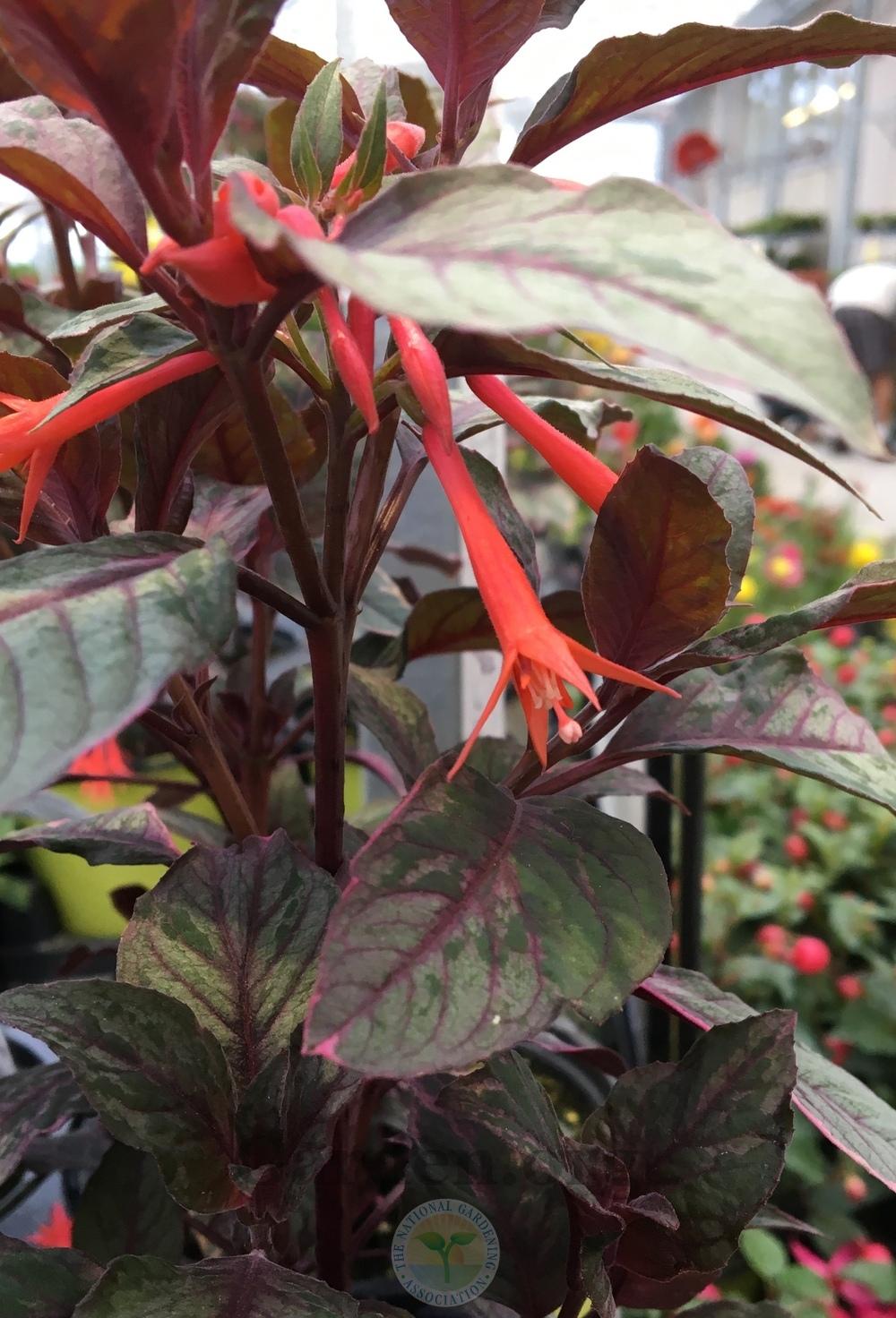 Honeysuckle Fuchsia (Fuchsia triphylla 'Firecracker') in the Fuchsias