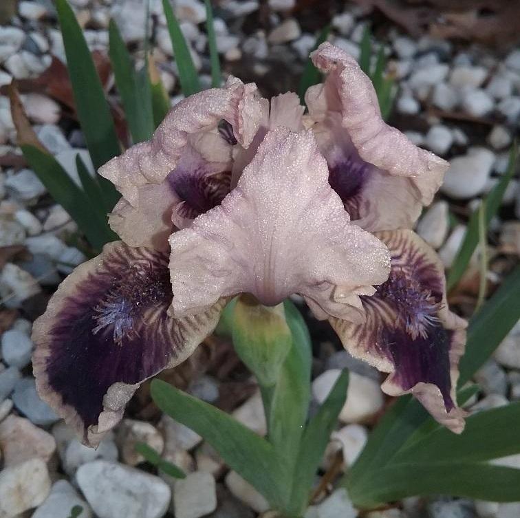 Irises forum→Bonnie's Bloomers a.k.a. Fellowship of the