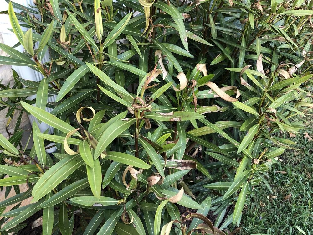 Oleander curling and browning leaves in the Pests and Diseases forum