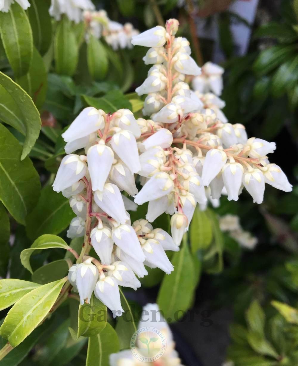 Japanese Andromeda (Pieris japonica 'Scarlett O'Hara')