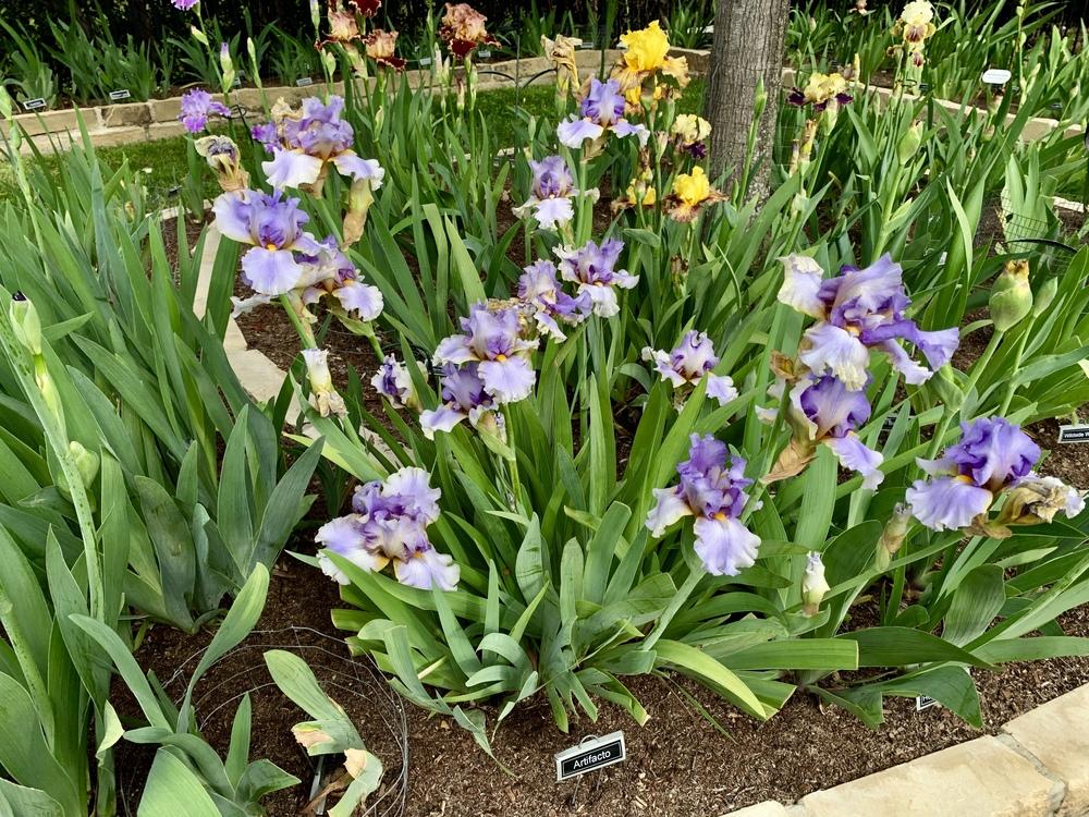 Iris BloomsDeep in the Heart of Texas & More in the Irises forum