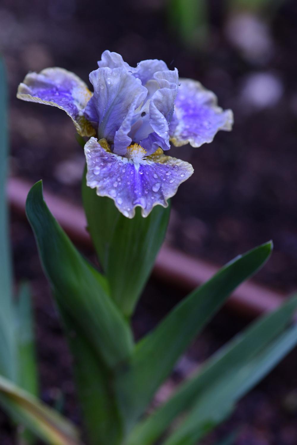 Miniature Dwarf Bearded Iris (Iris 'Aux Quatre Vents') in the Irises ...