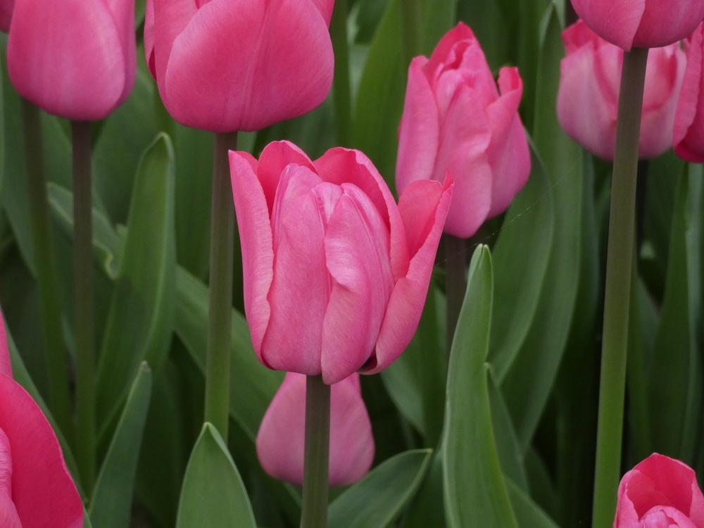 Triumph Tulip (Tulipa 'Roussillon') in the Tulips Database