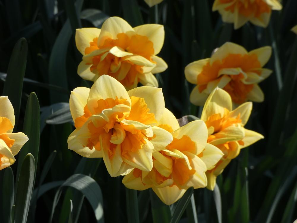 Double Daffodil (Narcissus 'Jersey Star') in the Daffodils Database