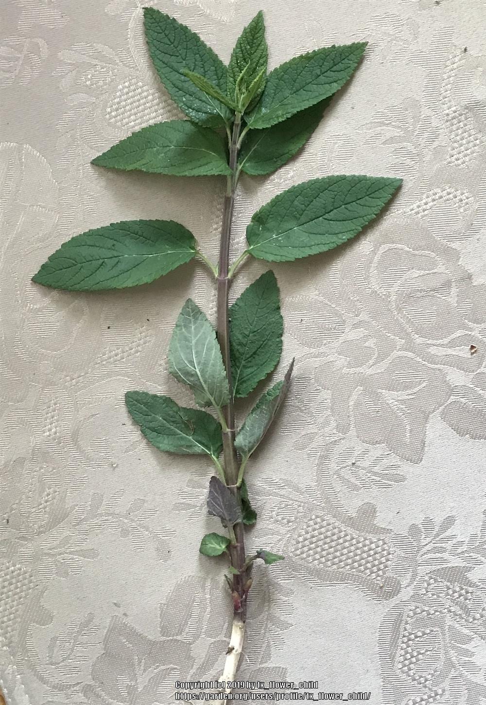 What's this unwanted plant? in the Plant ID forum