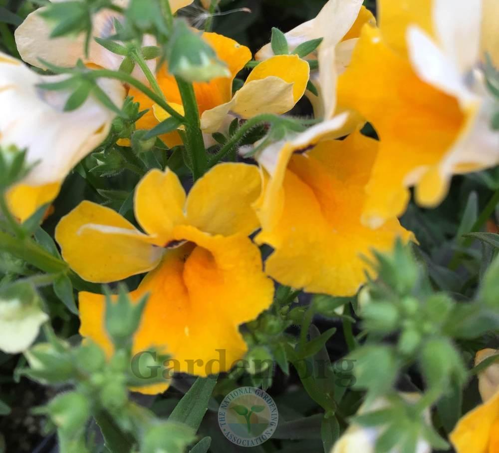 Nemesia Angelart® Banana