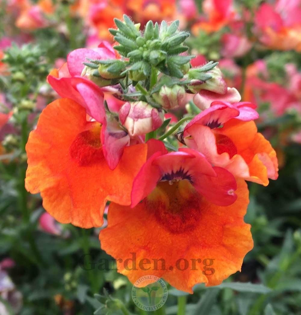 Nemesia Angelart® Peach Improved