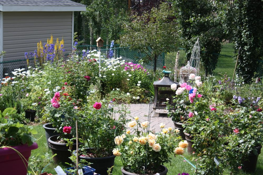 Balcony roses in the Roses forum