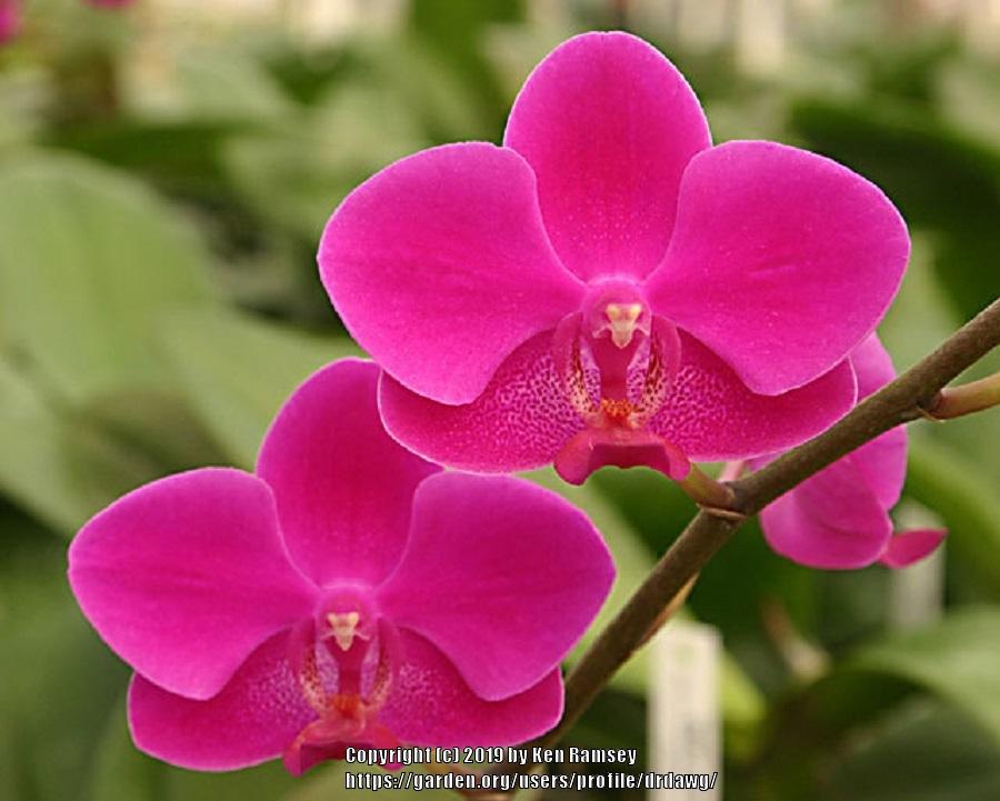 Orchid (Phalaenopsis Queen Beer)