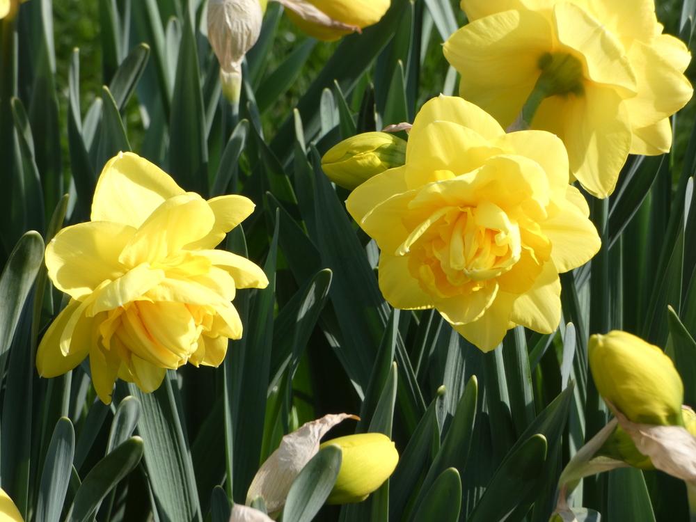 Double Daffodil (Narcissus 'Sherborne') in the Daffodils Database