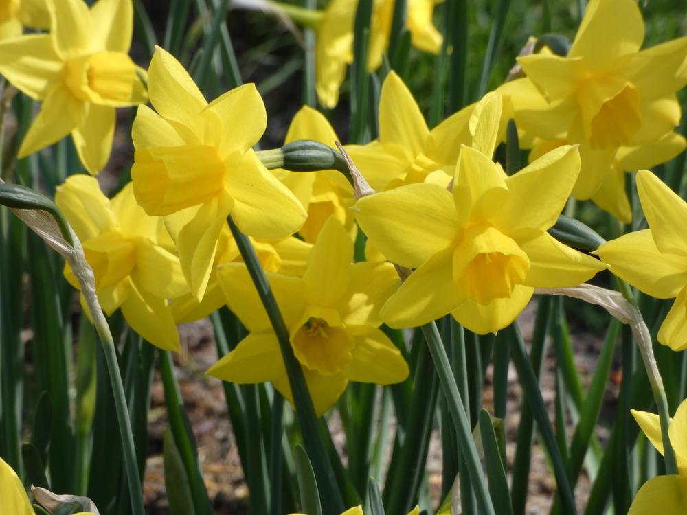 Jonquilla Daffodil (Narcissus 'Marie Curie Diamond') in the Daffodils Database