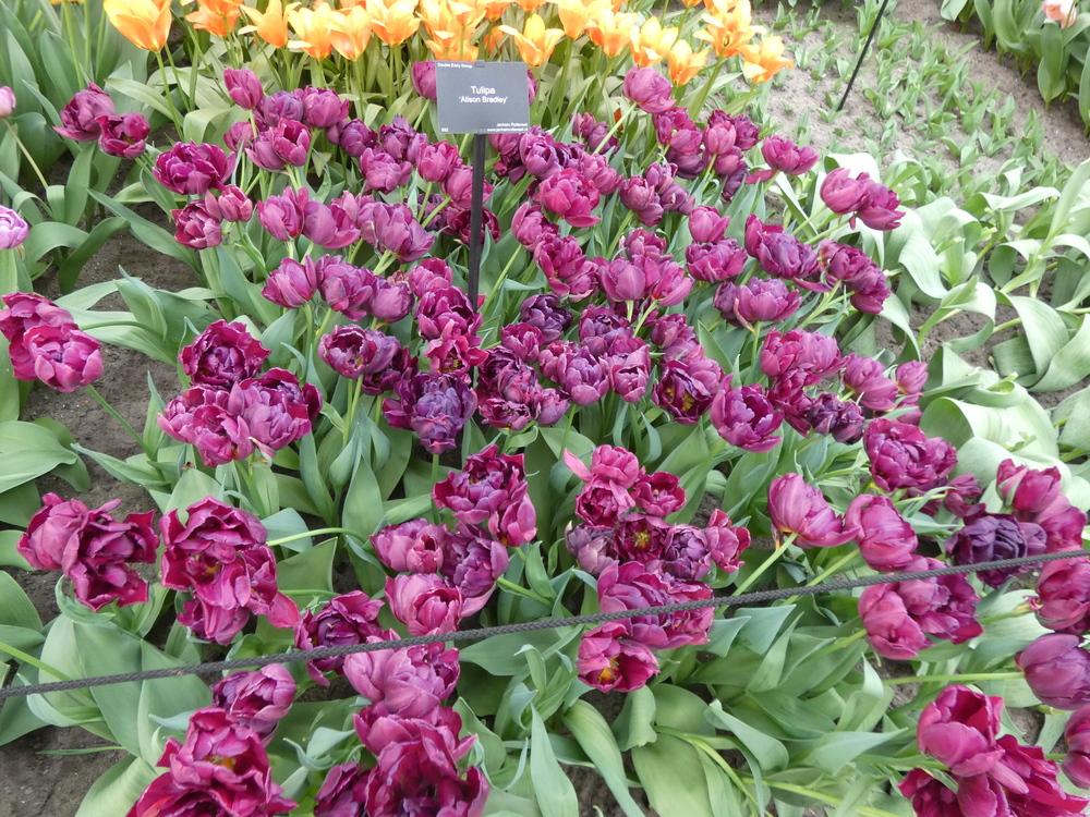 Тюльпан Alison Bradley Фото – Telegraph