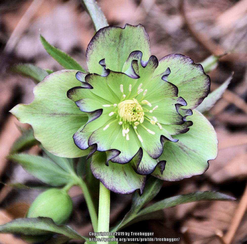 Photo of the stamens, filaments and pistils of Hellebore (Helleborus