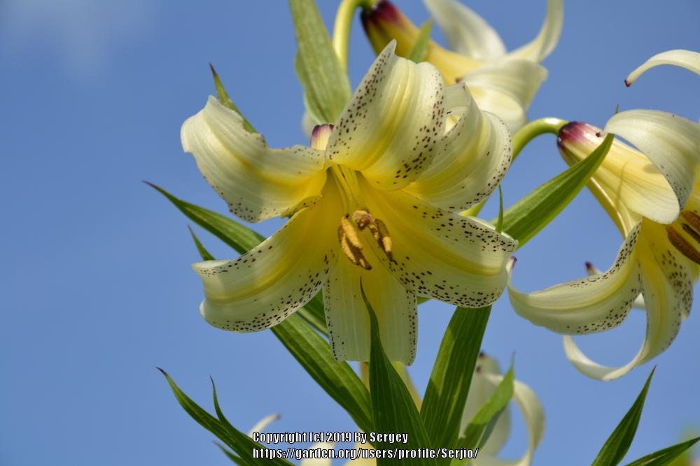 Lily (Lilium kesselringianum) in the Lilies Database