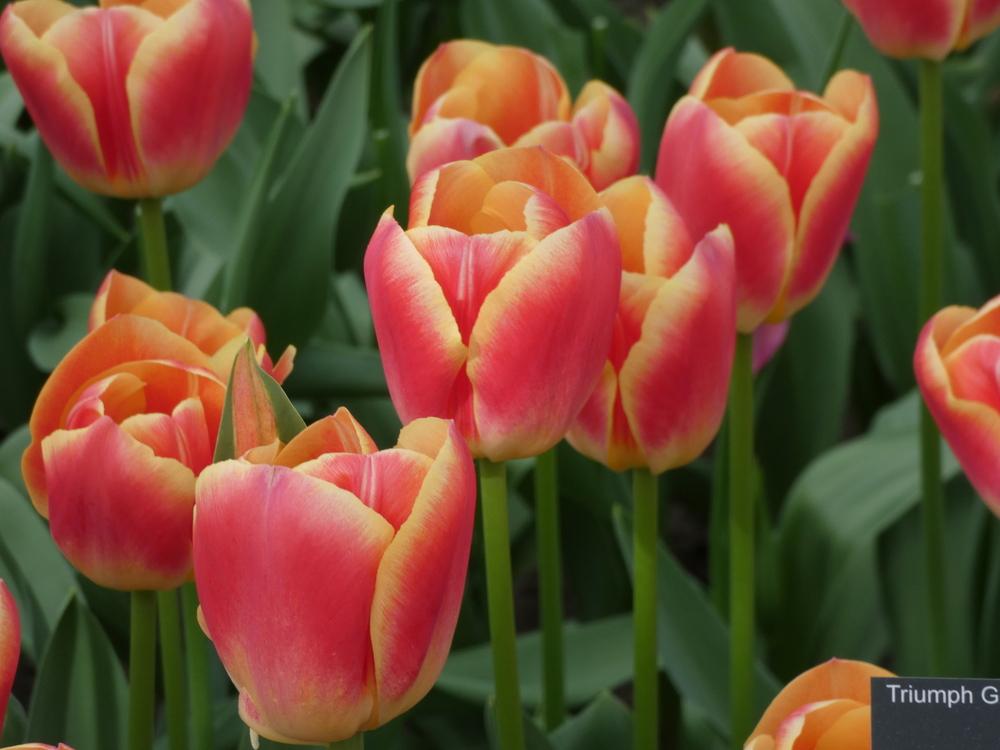 Tulip (Tulipa 'Candy Corner') in the Tulips Database