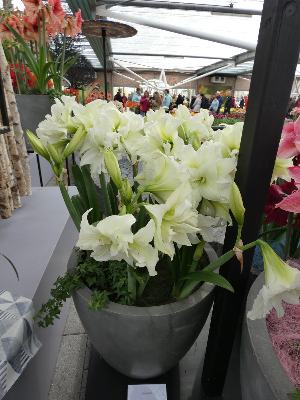 Amaryllis (Hippeastrum &lsquo;Ice Queen&rsquo;) in the Amaryllis Database - Garden.org