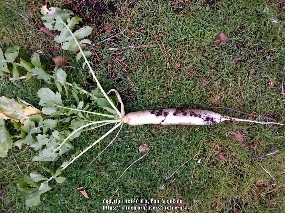 Cold hardy radishes in the Vegetables and Fruit forum