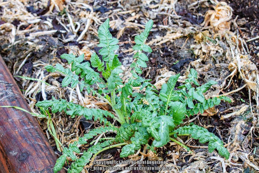 Cold hardy radishes in the Vegetables and Fruit forum
