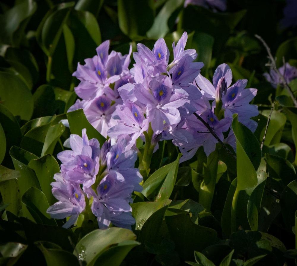 Can Somebody Please Help Me ID this flower? Lake Apopka, FL in the