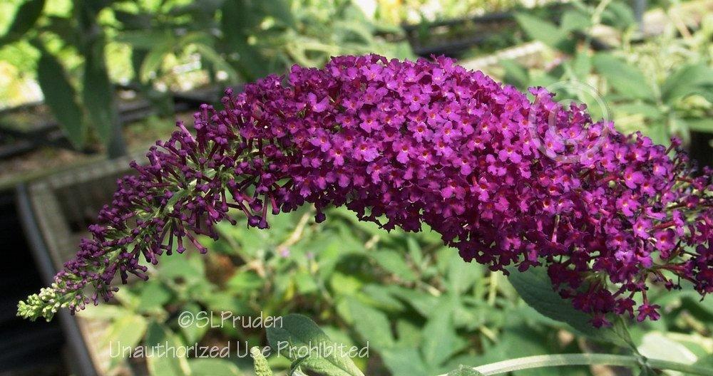 Photo of the bloom of Butterfly Bush (Buddleja 'Attraction') posted by