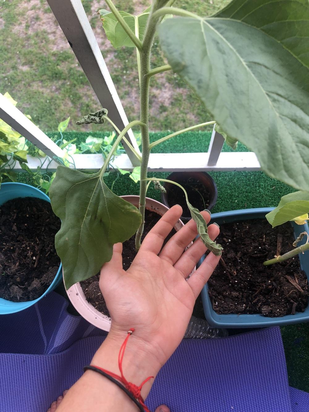 Sunflower curling leaf in the Ask a Question forum