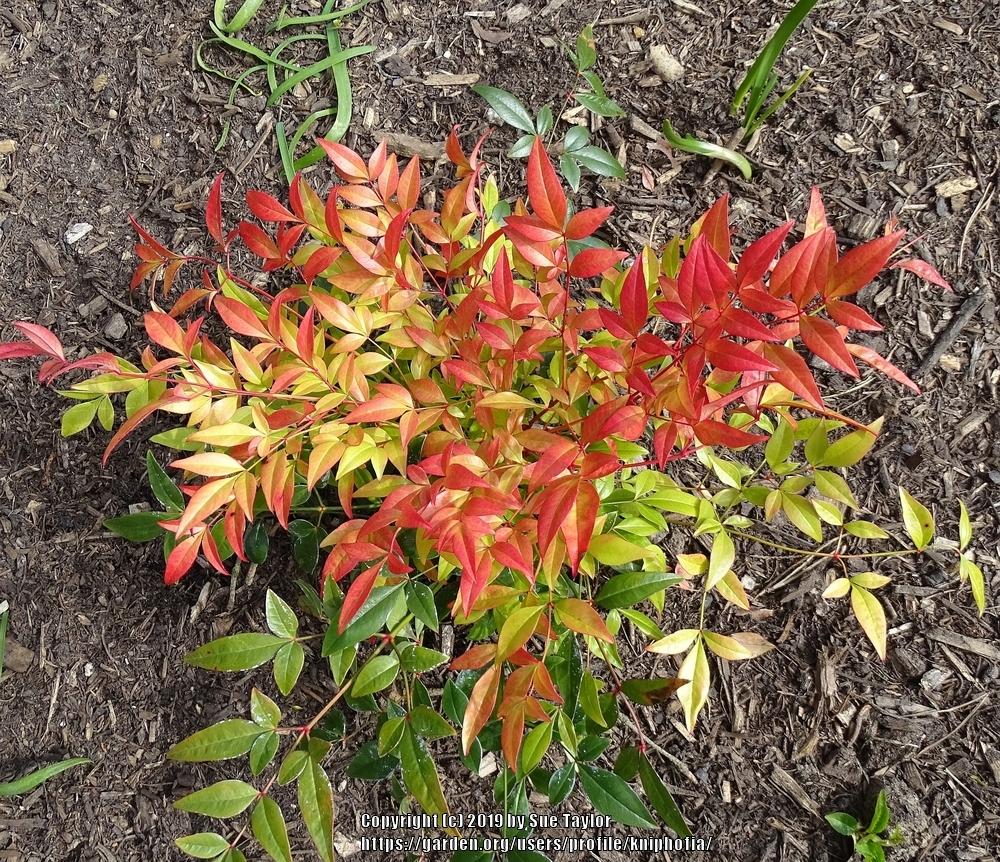 Heavenly Bamboos Plant Care and Collection of Varieties