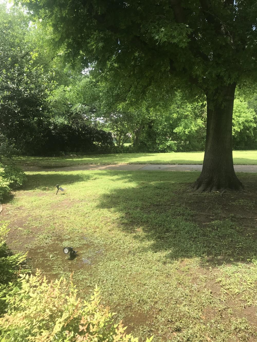 Ground cover under large oak trees in the Ask a Question forum