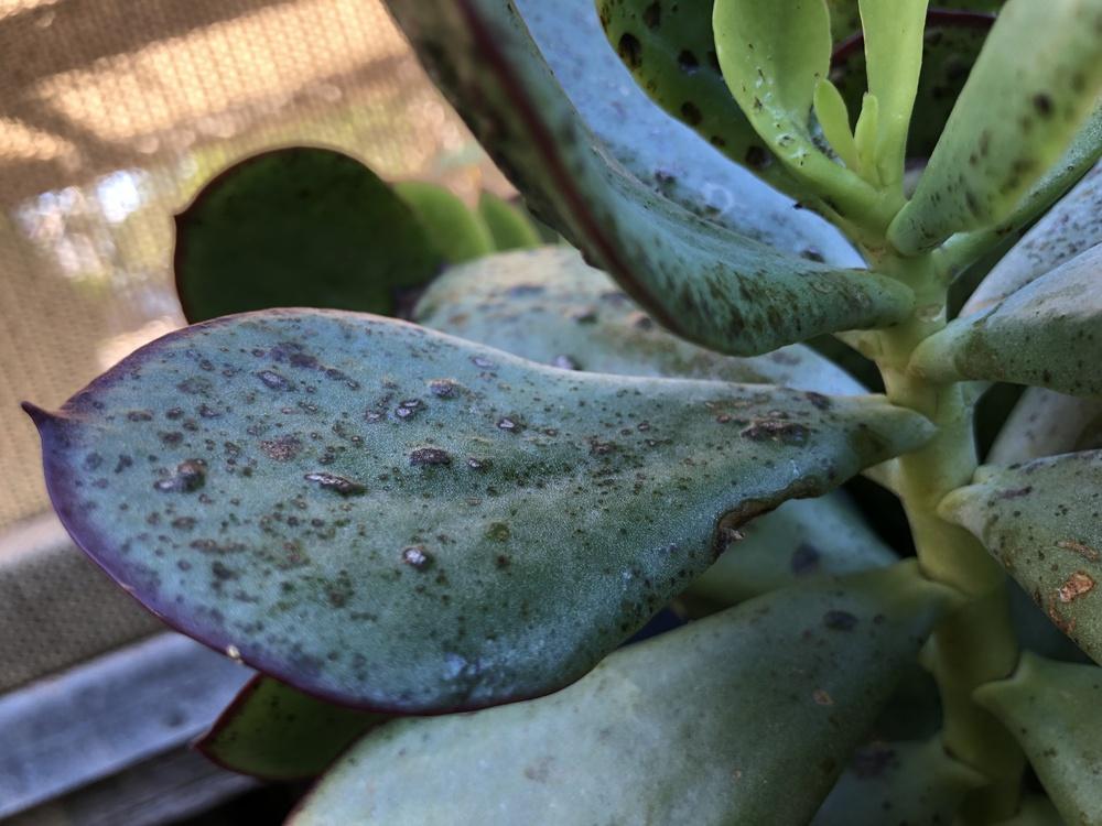 Black Spots Appearing on Succulents in the Ask a Question forum