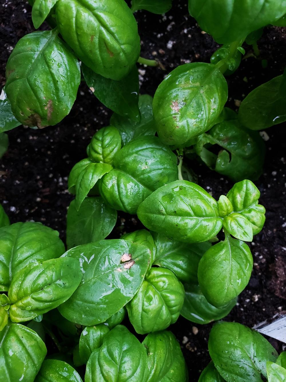 Brown spots on new basil in the Ask a Question forum