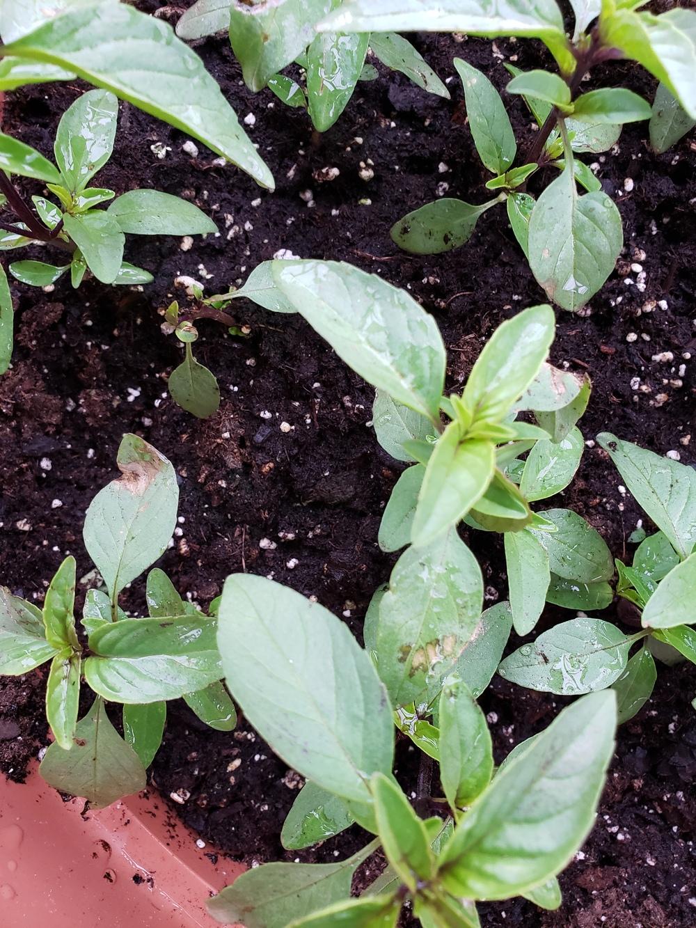 Brown spots on new basil in the Ask a Question forum
