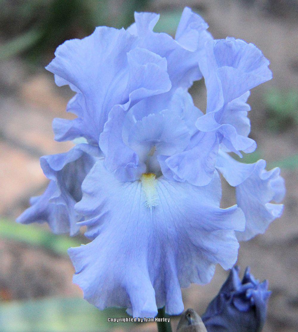 Tall Bearded Iris (Iris 'Into the Blue') in the Irises Database