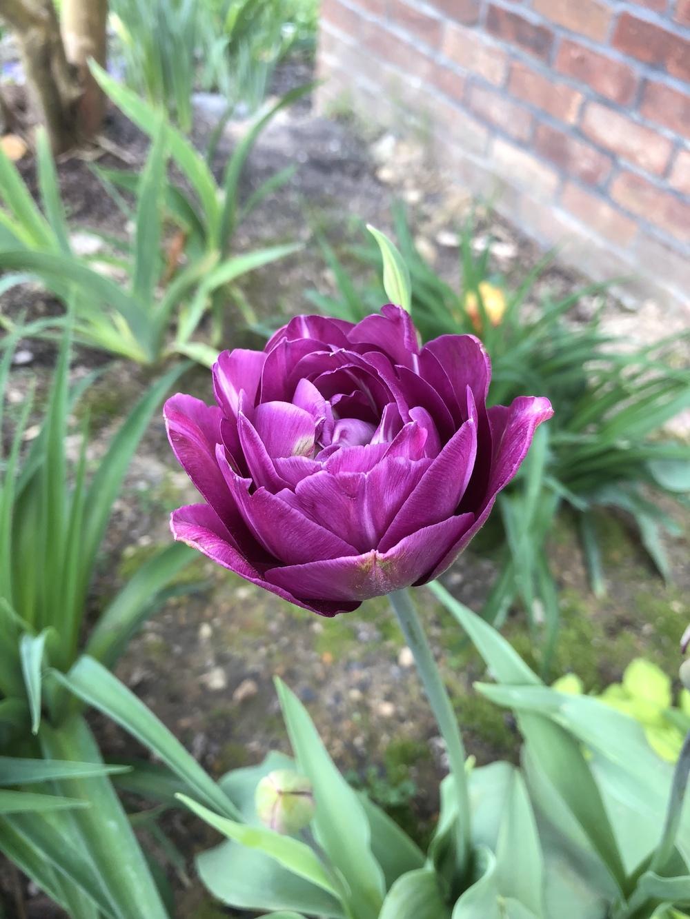 Double Late Tulip (Tulipa 'Blue Spectacle') in the Tulips Database