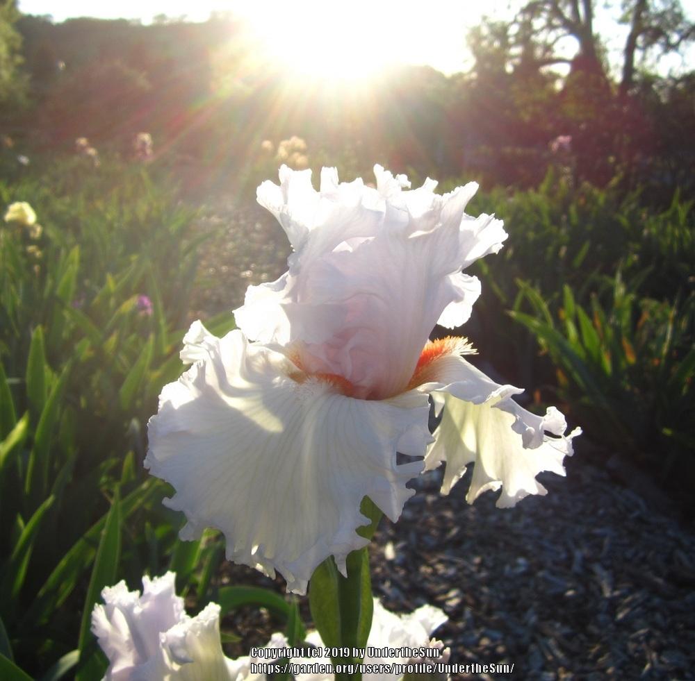Tall Bearded Iris (Iris 'Angels Abound') in the Irises Database