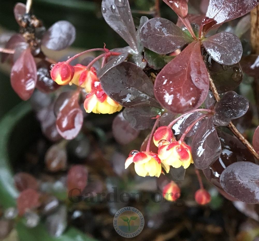 Japanese Barberry (Berberis thunbergii Cherry Bomb®) in the Barberries