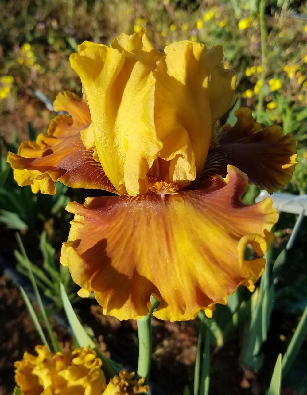 Tall Bearded Iris (Iris 'Campfire Tales') in the Irises Database