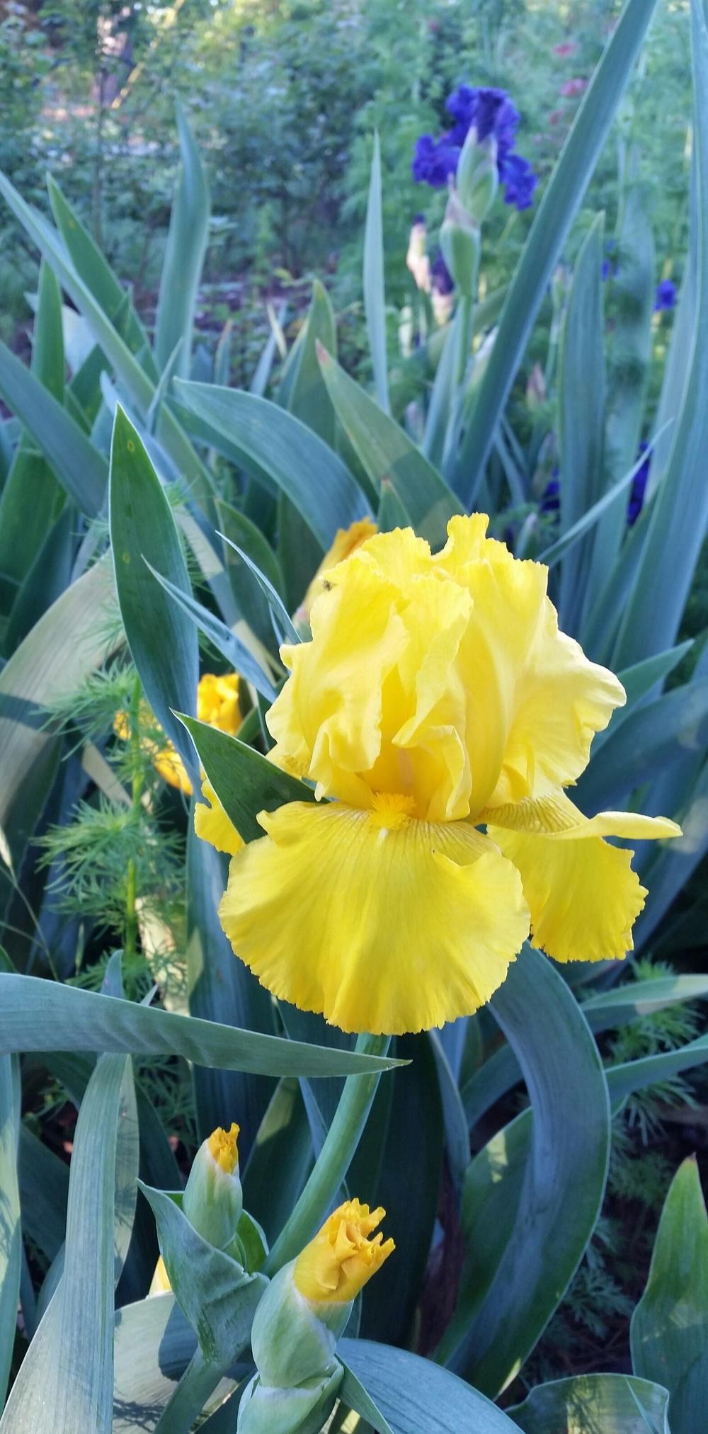 Tall Bearded Iris (Iris 'Strike it Rich') in the Irises Database
