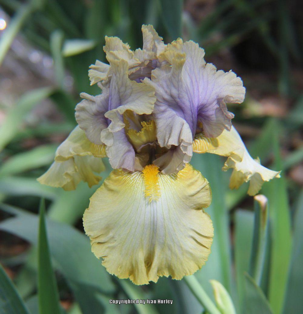 Photo of the bloom of Tall Bearded Iris (Iris 'Let Evening Come