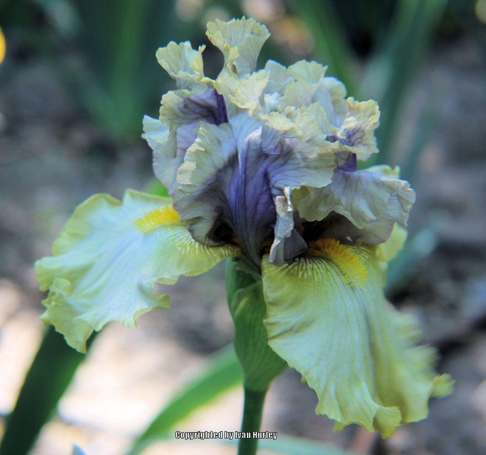 Photo of the bloom of Tall Bearded Iris (Iris 'Let Evening Come