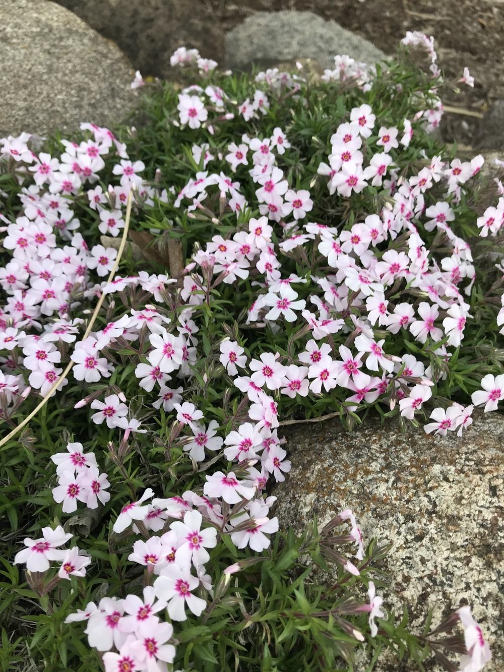 Creeping Phlox (Phlox subulata 'Coral Eye') in the Phloxes Database