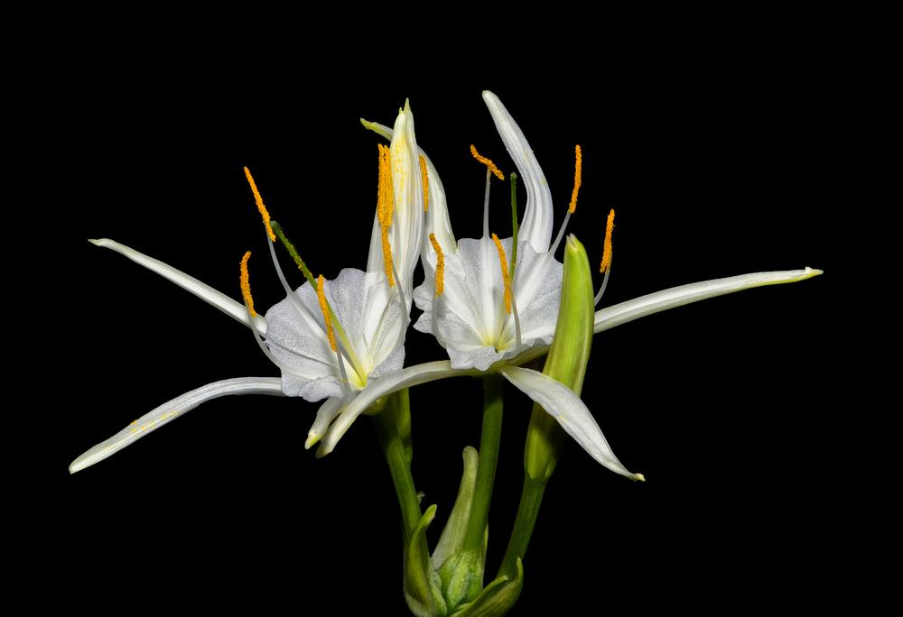 Spider Lily (Hymenocallis rotata) in the Spider Lilies Database
