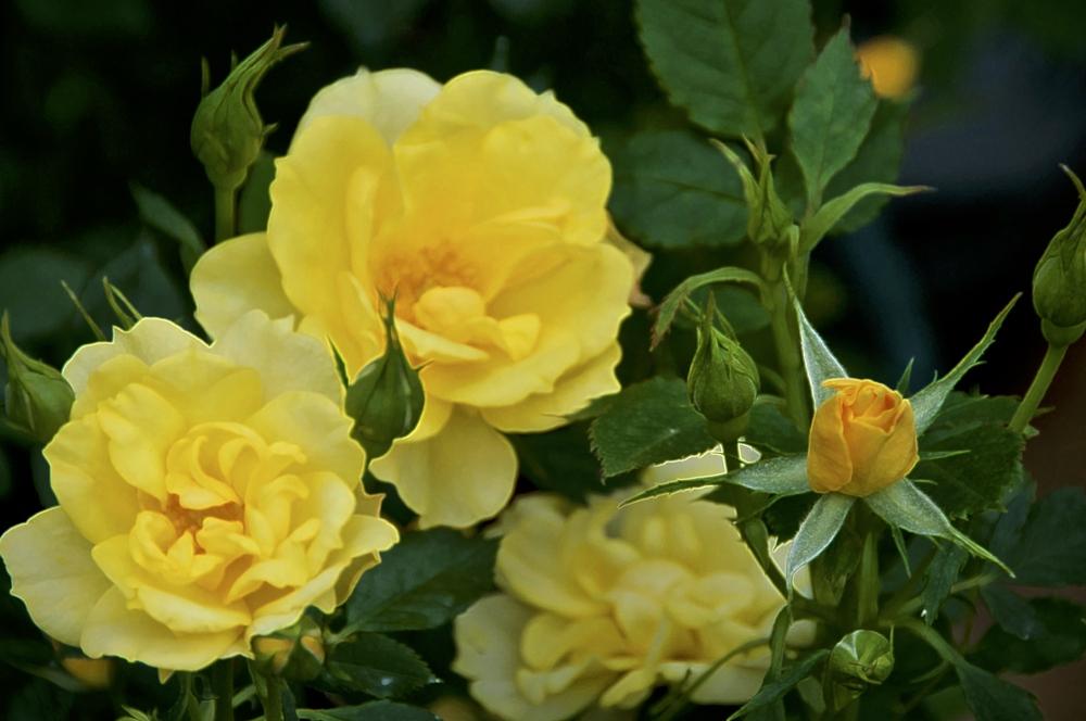 Lemon Drop Roses Rose (Rosa 'Lemon Drop') in the Roses Database - Garden.org