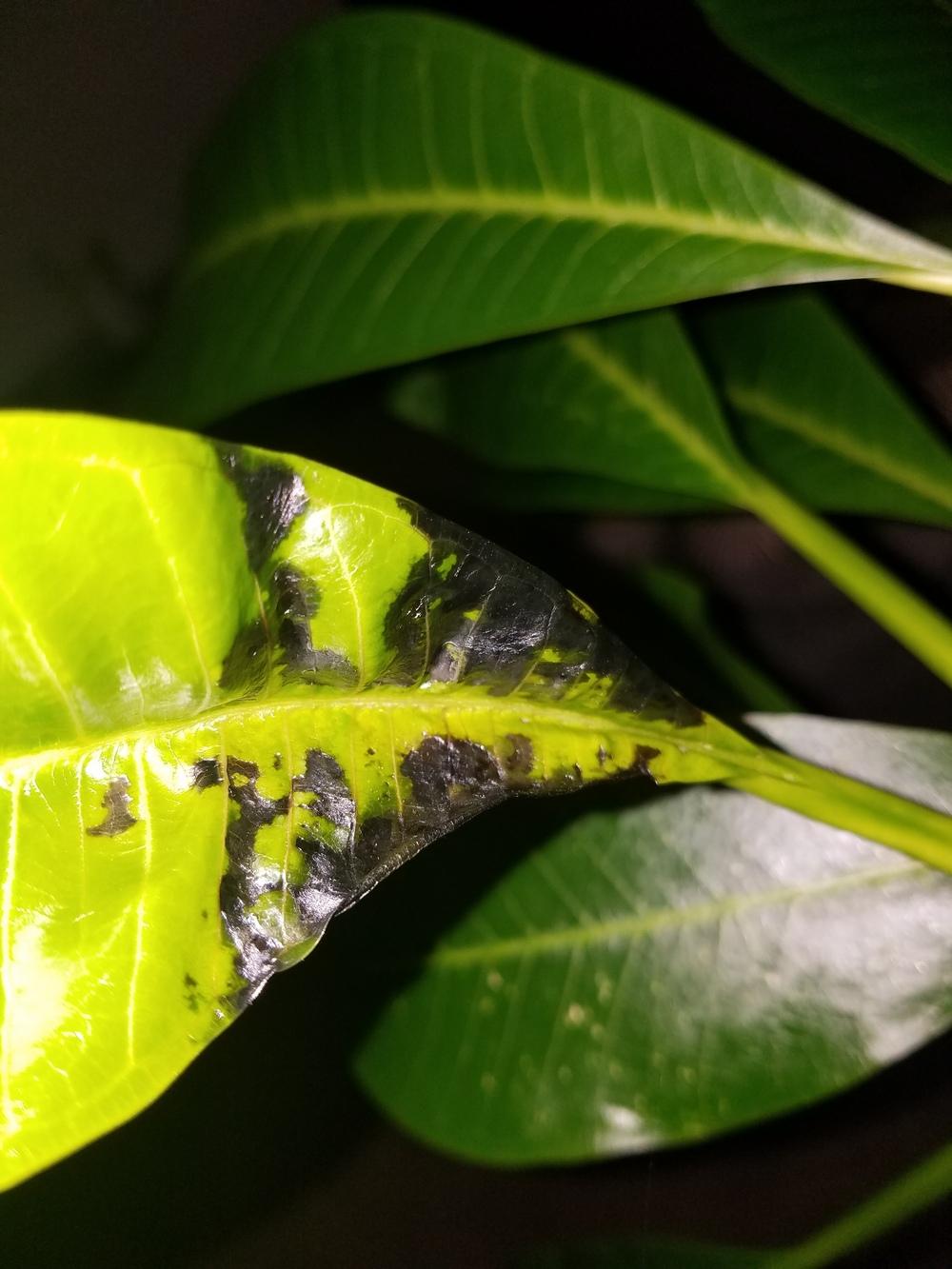 Plumeria forum Disease or leaf complication
