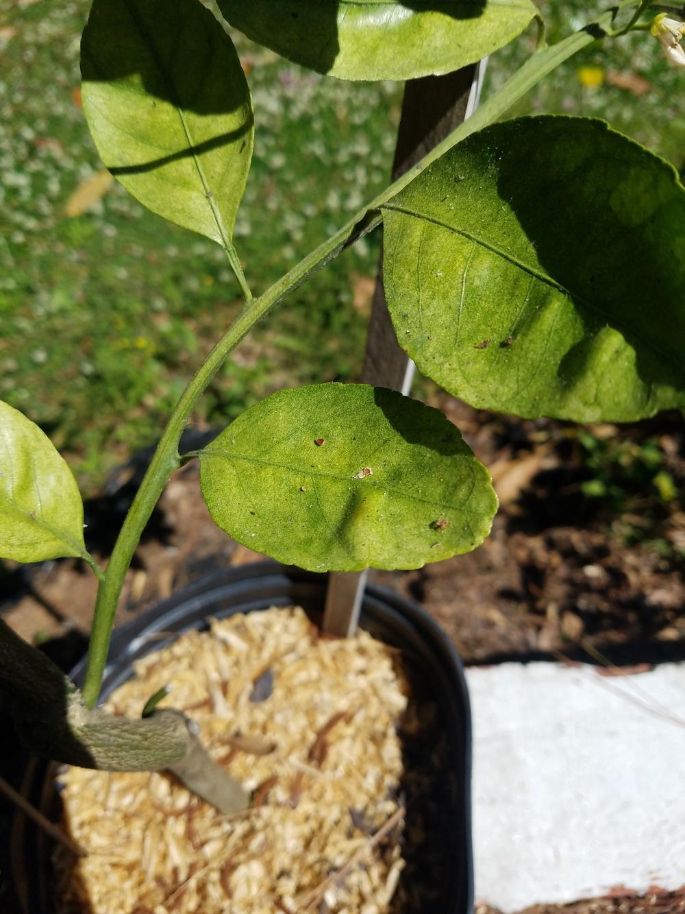 Satsuma mandarin tree leaves drying out in the Ask a Question forum