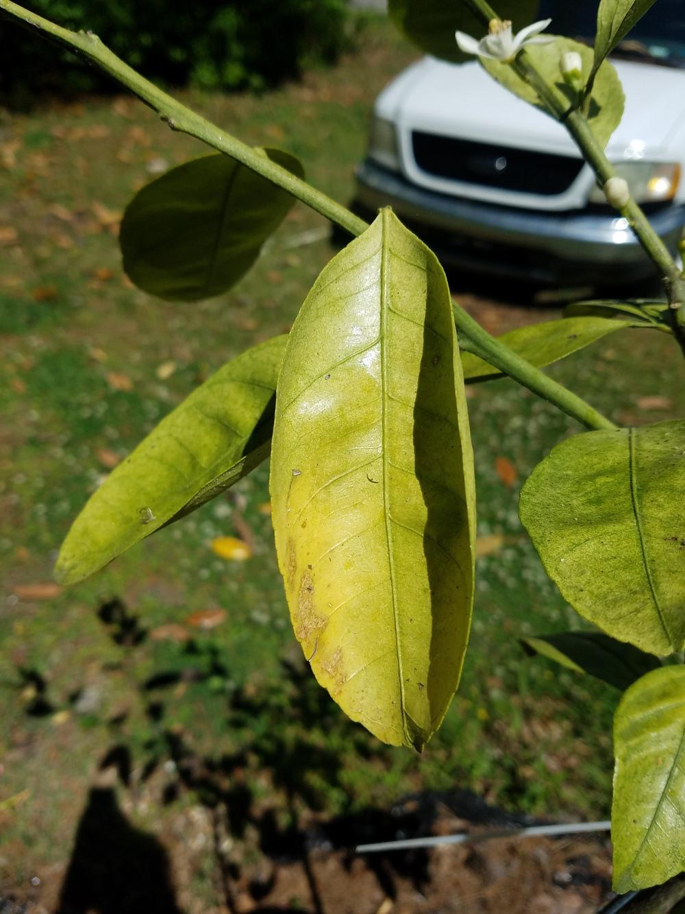 Satsuma mandarin tree leaves drying out in the Ask a Question forum