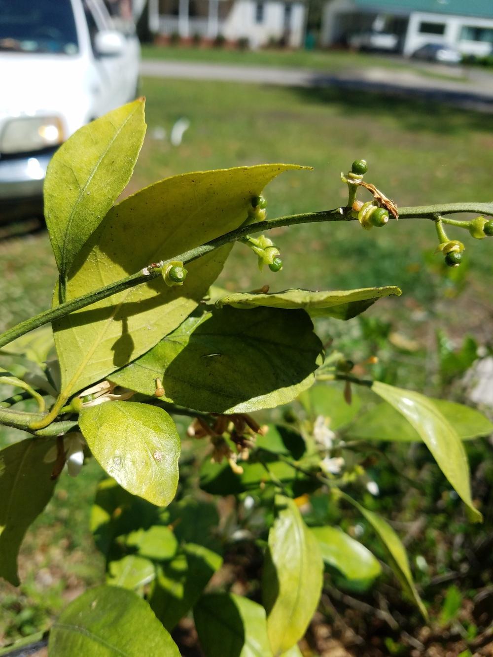 Satsuma mandarin tree leaves drying out in the Ask a Question forum