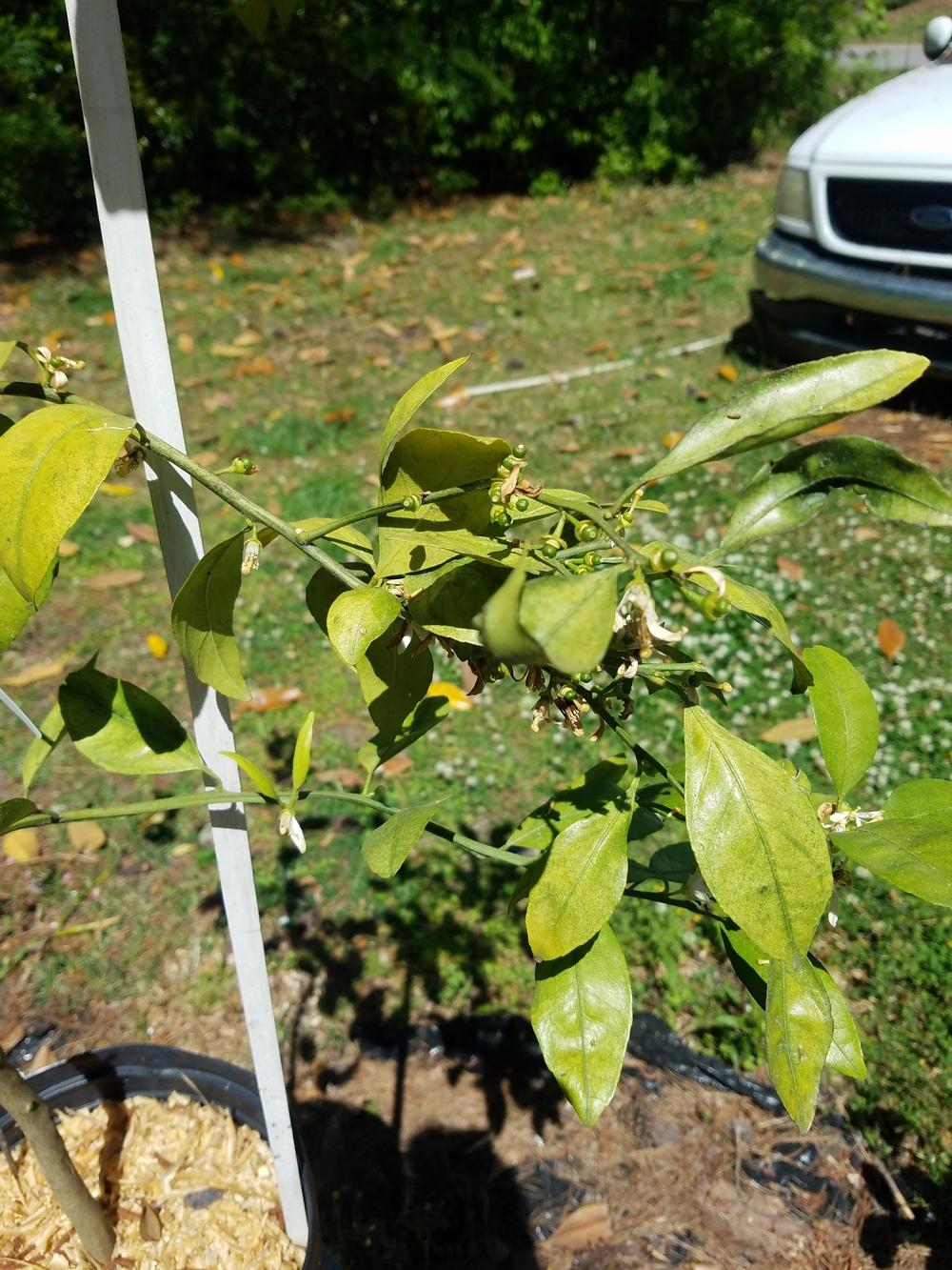 Satsuma mandarin tree leaves drying out in the Ask a Question forum