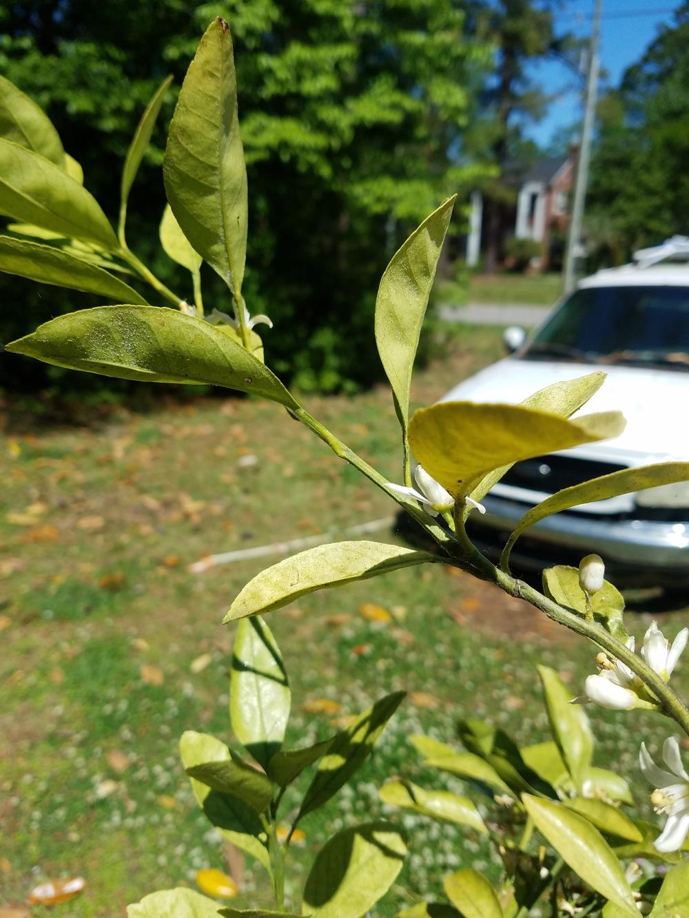 Satsuma mandarin tree leaves drying out in the Ask a Question forum