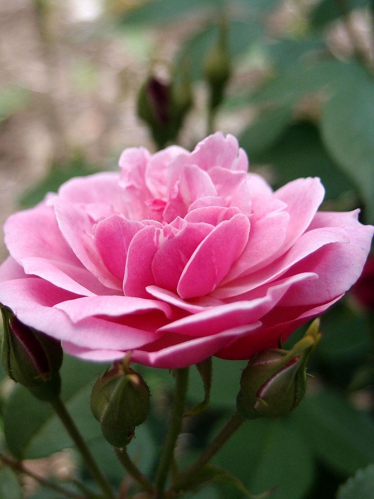 Rose (Rosa ‘Bengal Animating’) in the Roses Database - Garden.org
